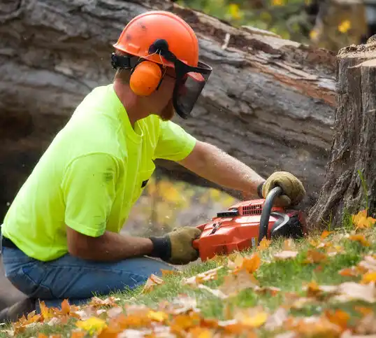 tree services Endwell